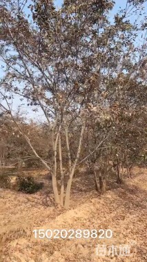 5公分(4杆)丛生朴树