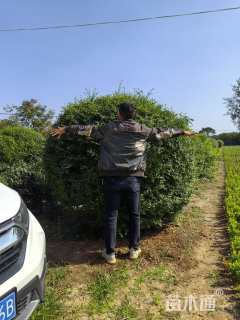 冠幅250厘米小叶女贞球