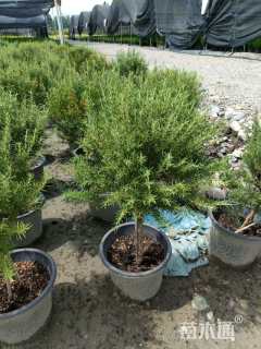 高度50厘米迷迭香