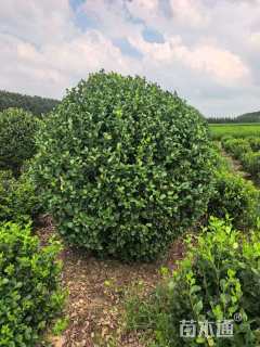 冠幅120厘米卫矛球