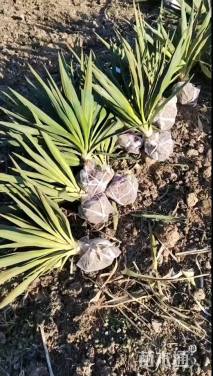 高度50厘米凤尾兰