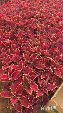 高度15厘米彩叶草