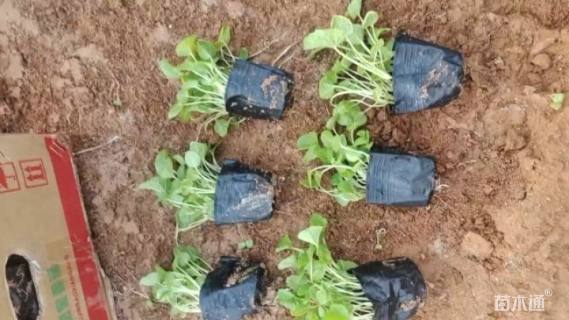 高度10厘米蜀葵