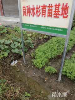 高度50厘米水杉小苗