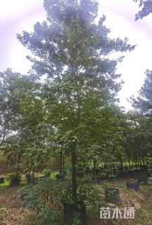 12公分黄花风铃木