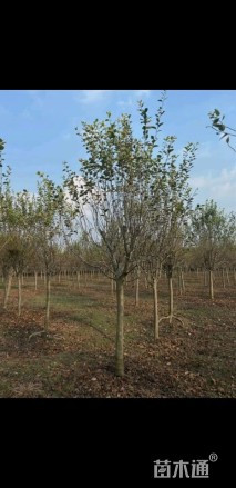 10公分北美海棠