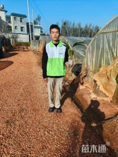 裸干高20厘米蒲葵