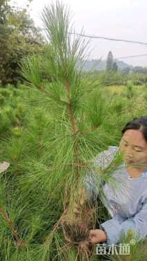 高度200厘米湿地松小苗