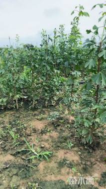 高度50厘米银杏小苗