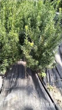 高度50厘米矮紫杉