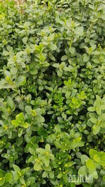 高度10厘米北海道黄杨