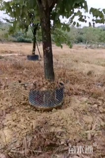 高度350厘米紫荆