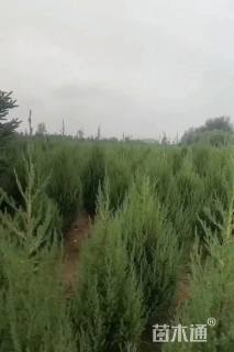 高度158厘米刺柏