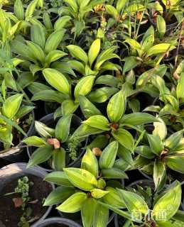 高度15厘米玉簪