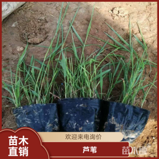 高度50厘米芦苇