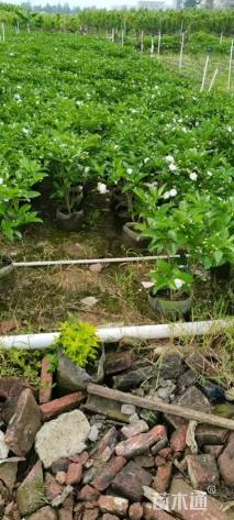 高度100厘米狗牙花