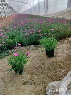 高度10厘米麦冬