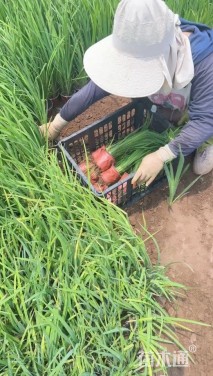 高度30厘米水生鸢尾