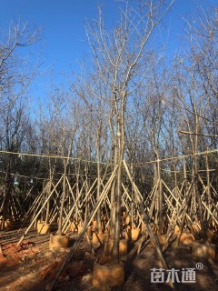 15公分云南樱花