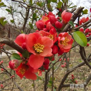 高度30厘米贴梗海棠