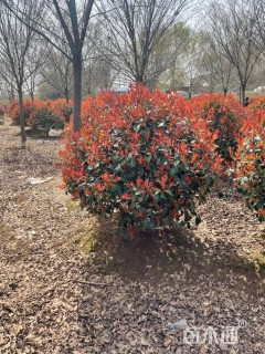 冠幅200厘米红叶石楠球