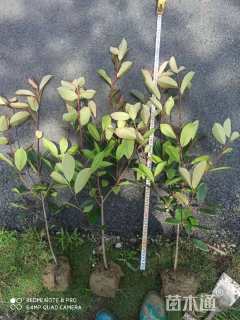 0.1公分红叶石楠