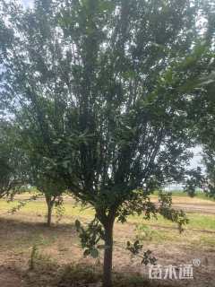 12公分西府海棠