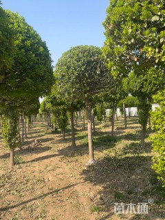 高度250厘米嫁接卫矛球