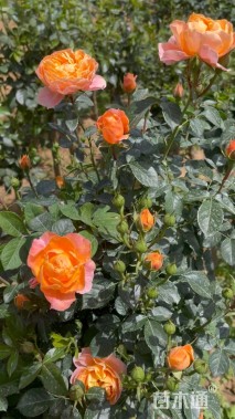 高度150厘米果汁阳台月季