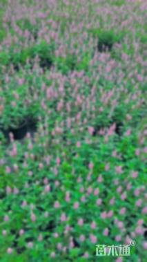 高度25厘米婆婆纳