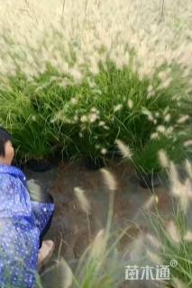 高度10厘米小兔子狼尾草