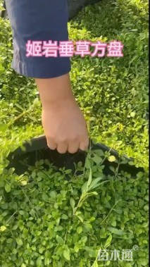 高度5厘米姬岩垂草