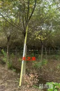 18公分朴树