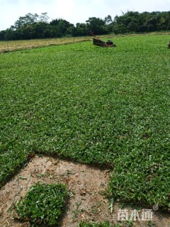 A-精品大叶油草