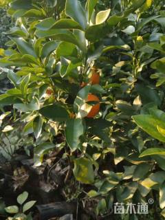 高度45厘米金秋砂糖桔