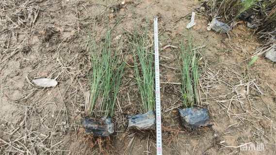 高度50厘米细叶芒