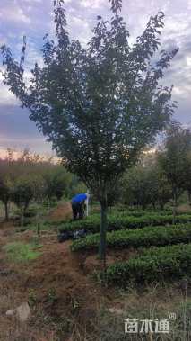 10公分日本晚樱