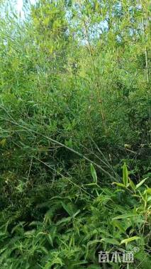 高度200厘米玉竹