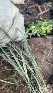 高度30厘米花叶芒