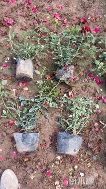 高度40厘米月季