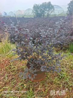 高度40厘米红花继木