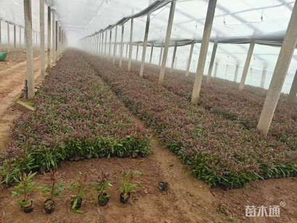 高度20厘米山桃草