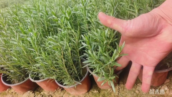 高度20厘米迷迭香