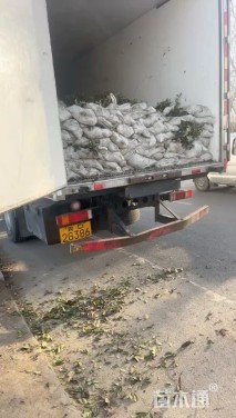 高度15厘米火焰南天竹