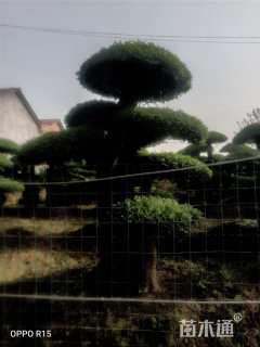 50公分对节白蜡