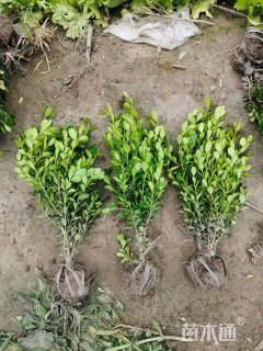 高度40厘米瓜子黄杨小苗