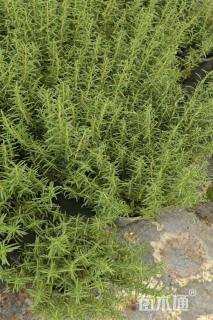 高度30厘米迷迭香