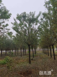 15公分速生国槐