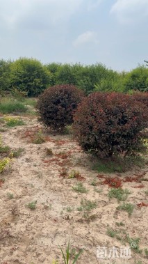 冠幅200厘米榆叶梅球