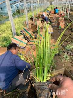 高度26厘米金叶石菖蒲